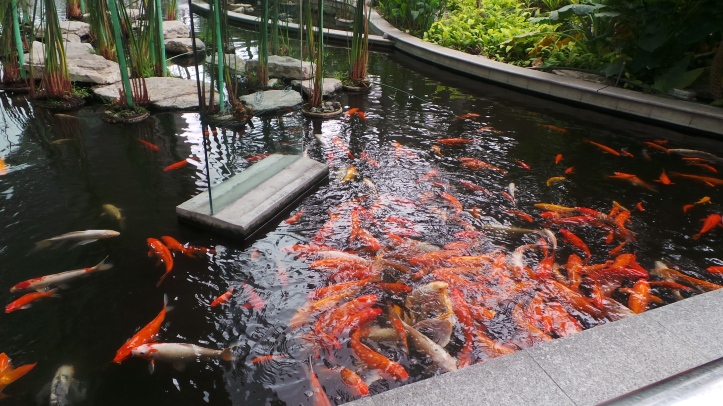 Coy fish pond outside of Guayaquil's airport. 