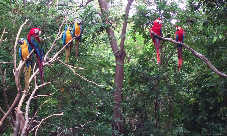 Parrots in one of Parque Historico's forest reserves.